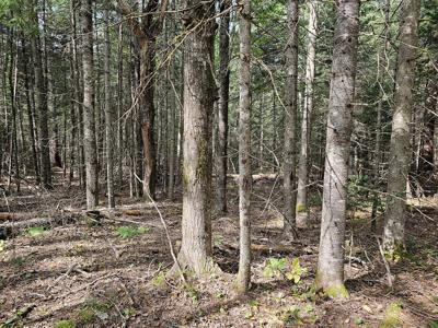 Large Wooded Lot with Camp - image 8