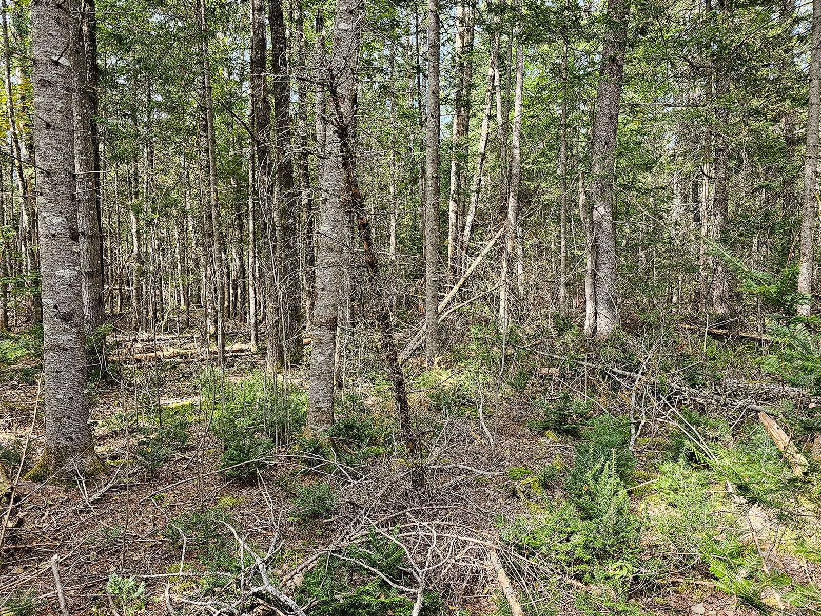 Large Wooded Lot with Camp - image 16