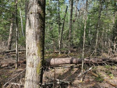 Large Wooded Lot with Camp - image 14