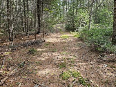 Large Wooded Lot with Camp - image 23