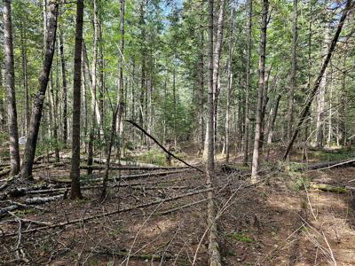 Large Wooded Lot with Camp - image 10