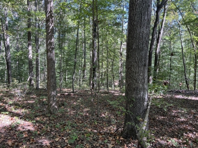 Land For Sale With Creek - image 11