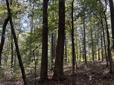 Land For Sale With Creek - image 21