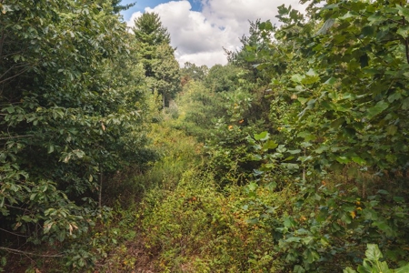Offering #3 - Wooded Recreational Land for Sale in Riner VA - image 3