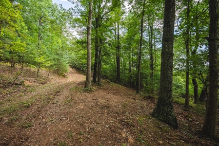 Offering #3 - Wooded Recreational Land for Sale in Riner VA - image 27