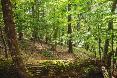 Offering #3 - Wooded Recreational Land for Sale in Riner VA - image 21