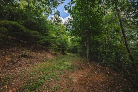 Offering #3 - Wooded Recreational Land for Sale in Riner VA - image 18