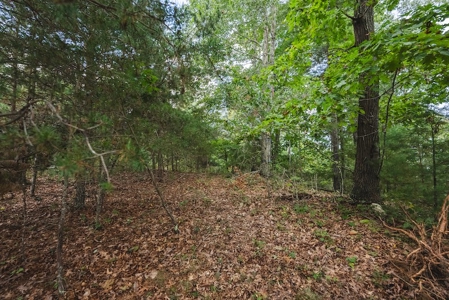 Offering #3 - Wooded Recreational Land for Sale in Riner VA - image 13