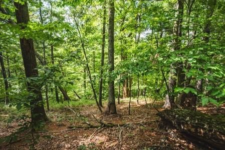 Offering #3 - Wooded Recreational Land for Sale in Riner VA - image 22