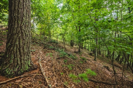 Offering #3 - Wooded Recreational Land for Sale in Riner VA - image 23