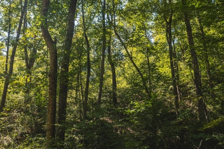 Offering #4 - Wooded Land for Sale in Riner VA - image 9