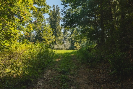 Offering #4 - Wooded Land for Sale in Riner VA - image 1