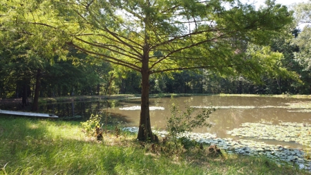 East TX Recreational Ranch for Sale Near Arp in Smith County - image 24