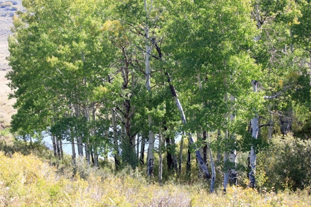 Cabins, Hunting, Acreage, Ponds, Public Land, For Sale Colo - image 20