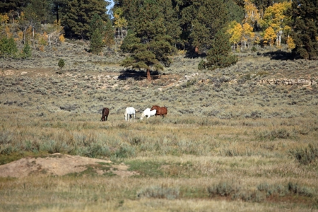 Cabins, Hunting, Acreage, Ponds, Public Land, For Sale Colo - image 30