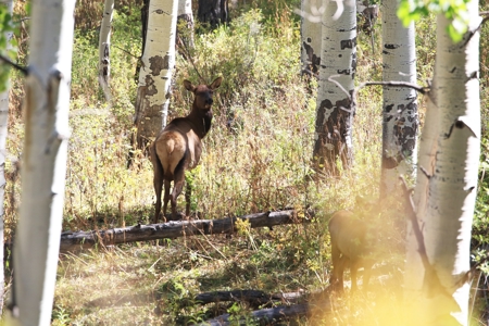 Cabins, Hunting, Acreage, Ponds, Public Land, For Sale Colo - image 10
