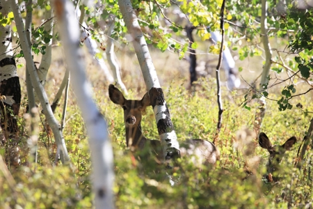 Cabins, Hunting, Acreage, Ponds, Public Land, For Sale Colo - image 19