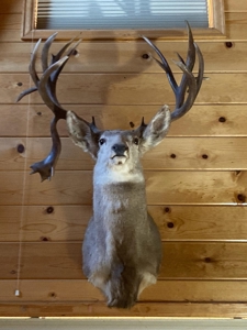 Cabins, Hunting, Acreage, Ponds, Public Land, For Sale Colo - image 28