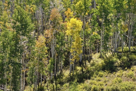 Cabins, Hunting, Acreage, Ponds, Public Land, For Sale Colo - image 11