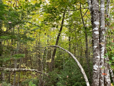 Maine Timberland Lot for Sale - image 7