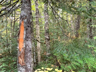 Maine Timberland Lot for Sale - image 16