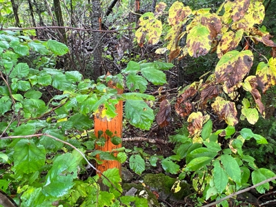 Maine Timberland Lot for Sale - image 6
