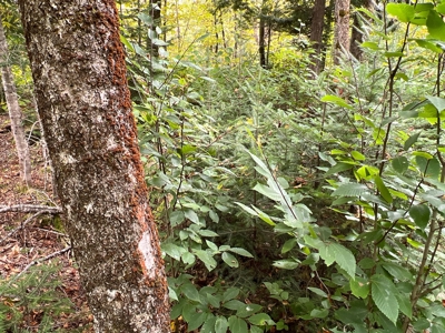 Maine Timberland Lot for Sale - image 8