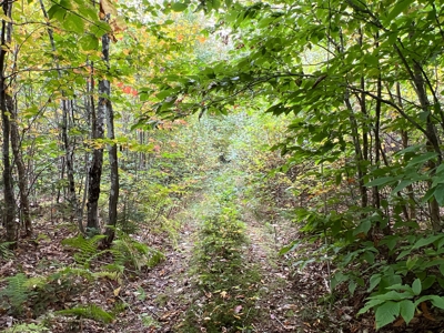 Maine Timberland Lot for Sale - image 11