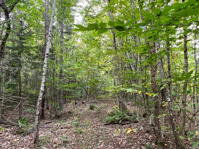 Maine Timberland Lot for Sale - image 14