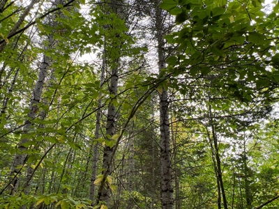 Maine Timberland Lot for Sale - image 9