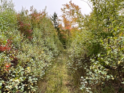 Maine Timberland Lot for Sale - image 4