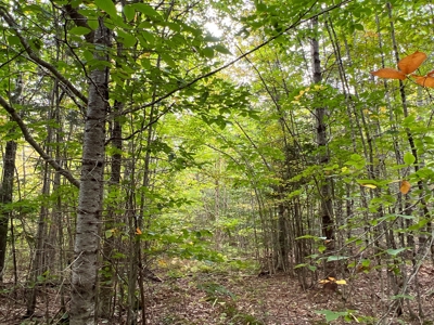 Maine Timberland Lot for Sale - image 12