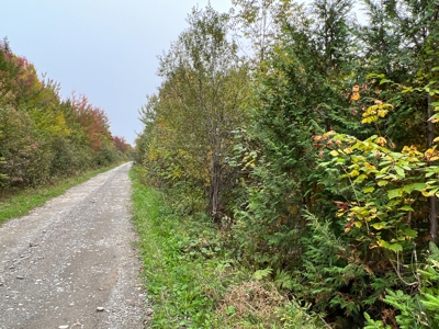 Maine Timberland Lot for Sale - image 5