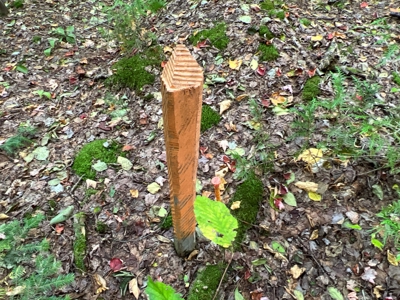 Maine Timberland Lot for Sale - image 17