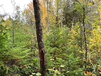 Maine Timberland Lot for Sale - image 18