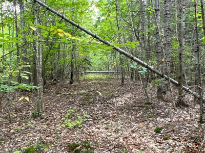 Maine Timberland Lot for Sale - image 13