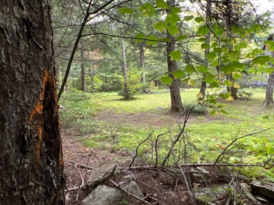 Maine Timberland Lot for Sale - image 15
