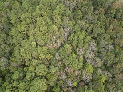 7.43 Wooded Acres in SW MS - image 6