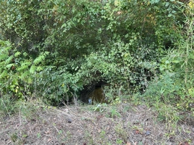 Hunting and Recreational Land In Upshur County - image 6