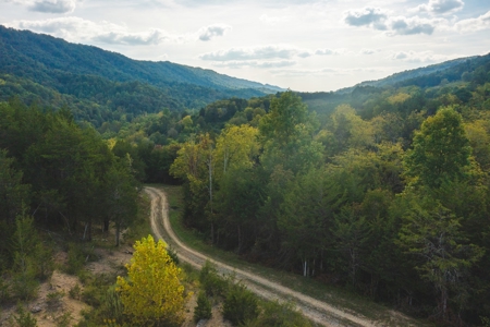 Auction Extravaganza: Secluded 200 Acres in Hawkins Co. TN - image 8