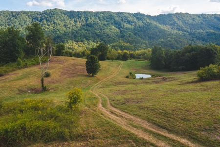 Auction Extravaganza: Secluded 200 Acres in Hawkins Co. TN - image 17