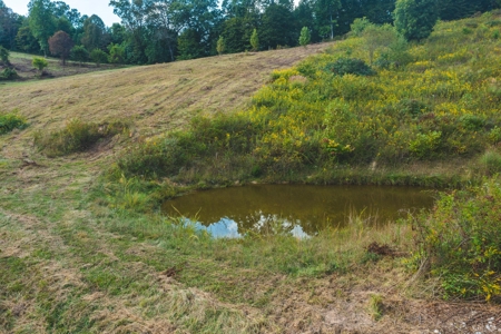 Auction Extravaganza: Secluded 200 Acres in Hawkins Co. TN - image 25