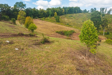 Auction Extravaganza: Secluded 200 Acres in Hawkins Co. TN - image 19