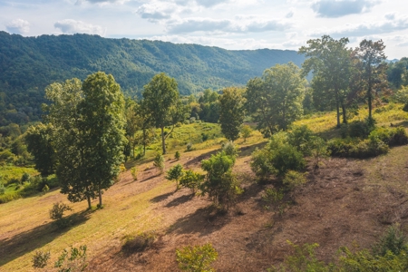 Auction Extravaganza: Secluded 200 Acres in Hawkins Co. TN - image 4