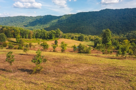 Auction Extravaganza: Secluded 200 Acres in Hawkins Co. TN - image 21
