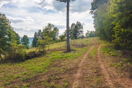 Auction Extravaganza: Secluded 200 Acres in Hawkins Co. TN - image 12