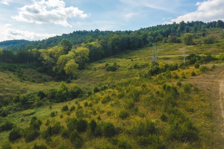 Auction Extravaganza: Secluded 200 Acres in Hawkins Co. TN - image 41