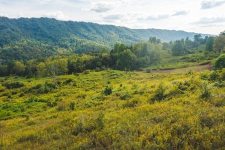 Auction Extravaganza: Secluded 200 Acres in Hawkins Co. TN - image 14