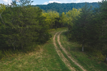Auction Extravaganza: Secluded 200 Acres in Hawkins Co. TN - image 44