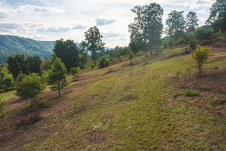 Auction Extravaganza: Secluded 200 Acres in Hawkins Co. TN - image 38